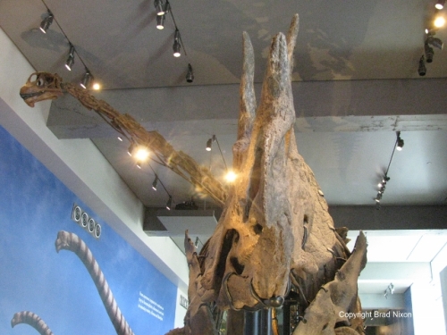Mamenchisaurus neck Brad Nixon (640x480)