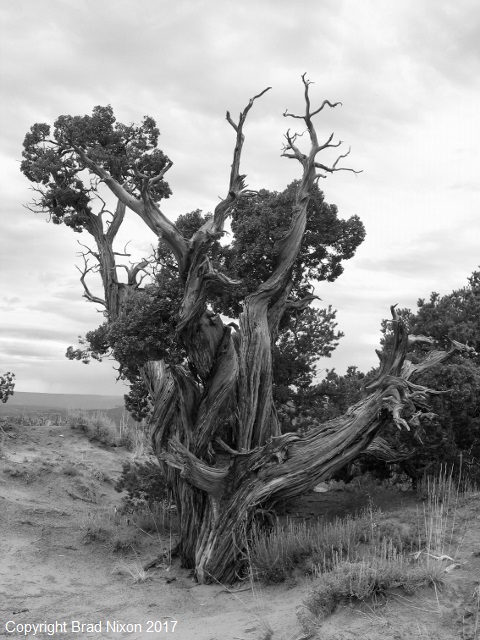 Ghost Ranch gnarled tree Brad Nixon 131 BW (480x640)
