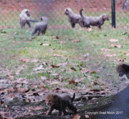 Cheetah kittens Brad Nixon 2061 (640x589)
