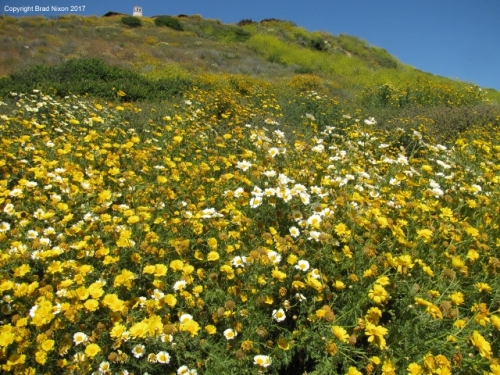 Palos Verdes bloom Brad Nixon 7592 (640x480)